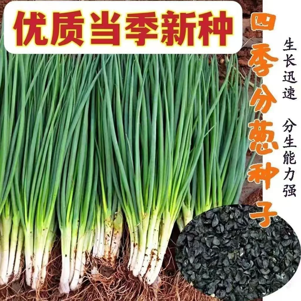 四季小香葱种子籽葱头春季葱种阳台盆栽小葱种植分葱蔬菜种籽孑子
