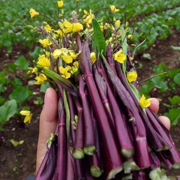 红菜苔苗子红菜心种籽蔬菜秋天种菜种四季菜心南方冬季大全