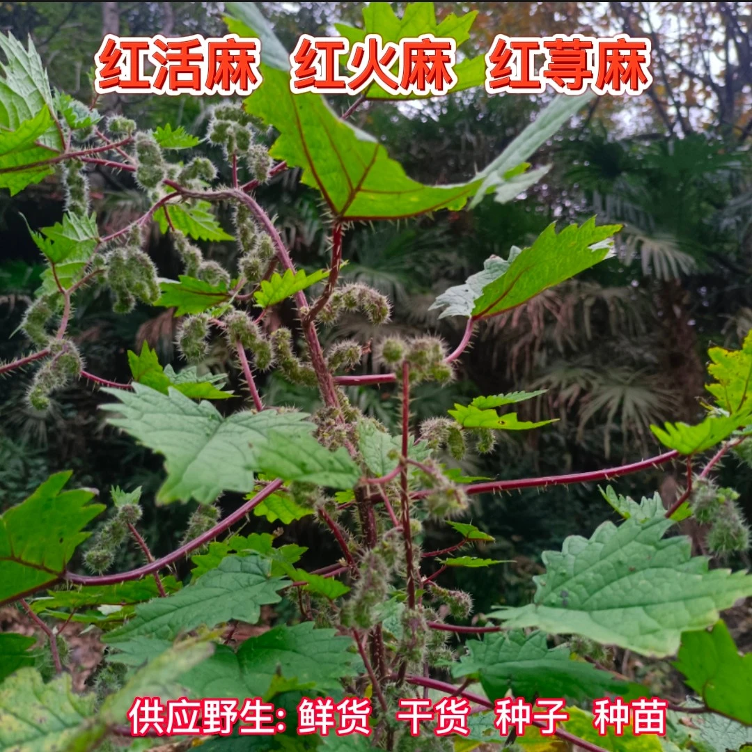 云南新鲜野生红活麻红荨麻红禾麻咬人草除风湿痛风药材种子种苗