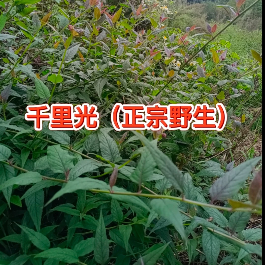 新鲜千里光九里明九里光黄花母草野生中药材散装当季现割现发包邮