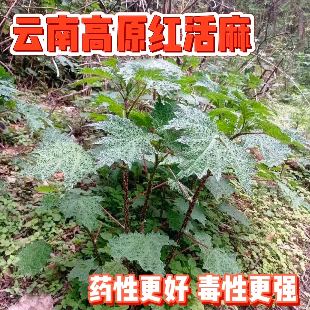 云南红活麻高原品种火麻荨麻藿麻现挖野生新鲜咬人草红根红杆荨麻