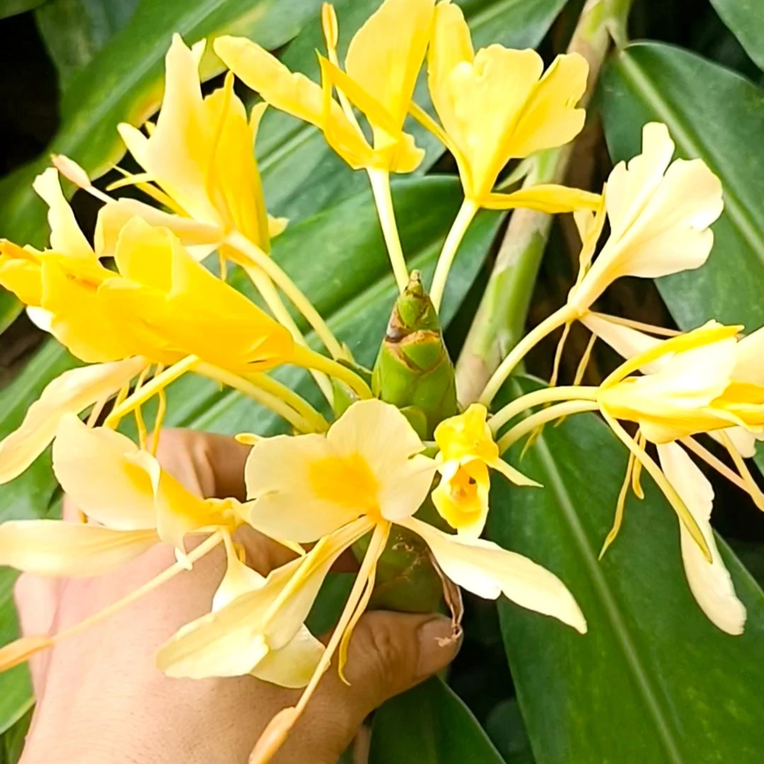 黄姜花晕姜花贵州草果花种块苗蝴蝶百合清香煲汤盆栽地栽易成活
