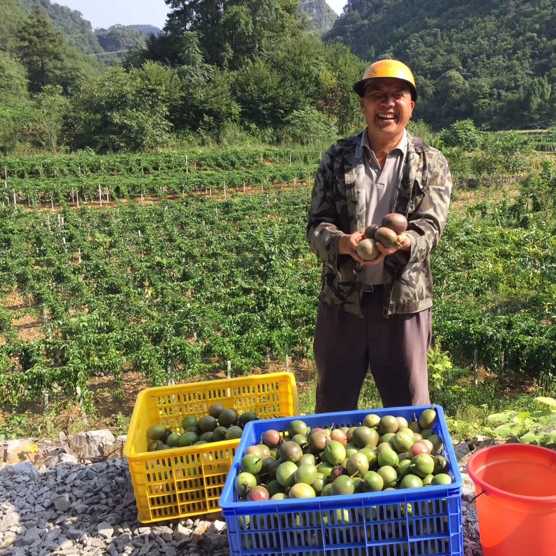 广西长寿之乡农家自种台农百香果
