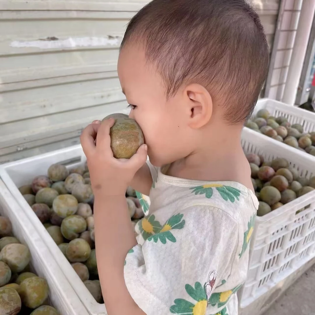 陕西华州高塬优质恐龙蛋杏李农户果园现摘鲜售