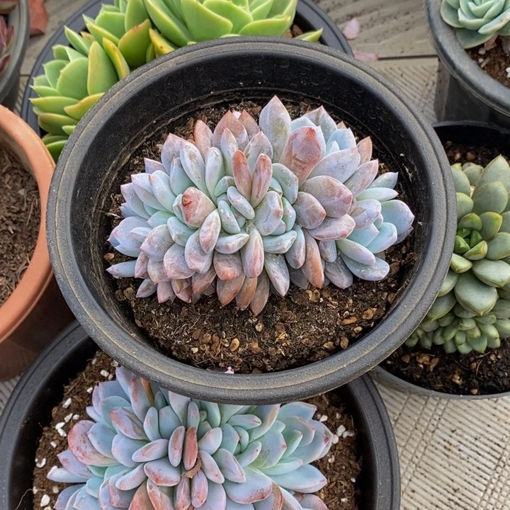 柚*?48包邮一物一拍多肉