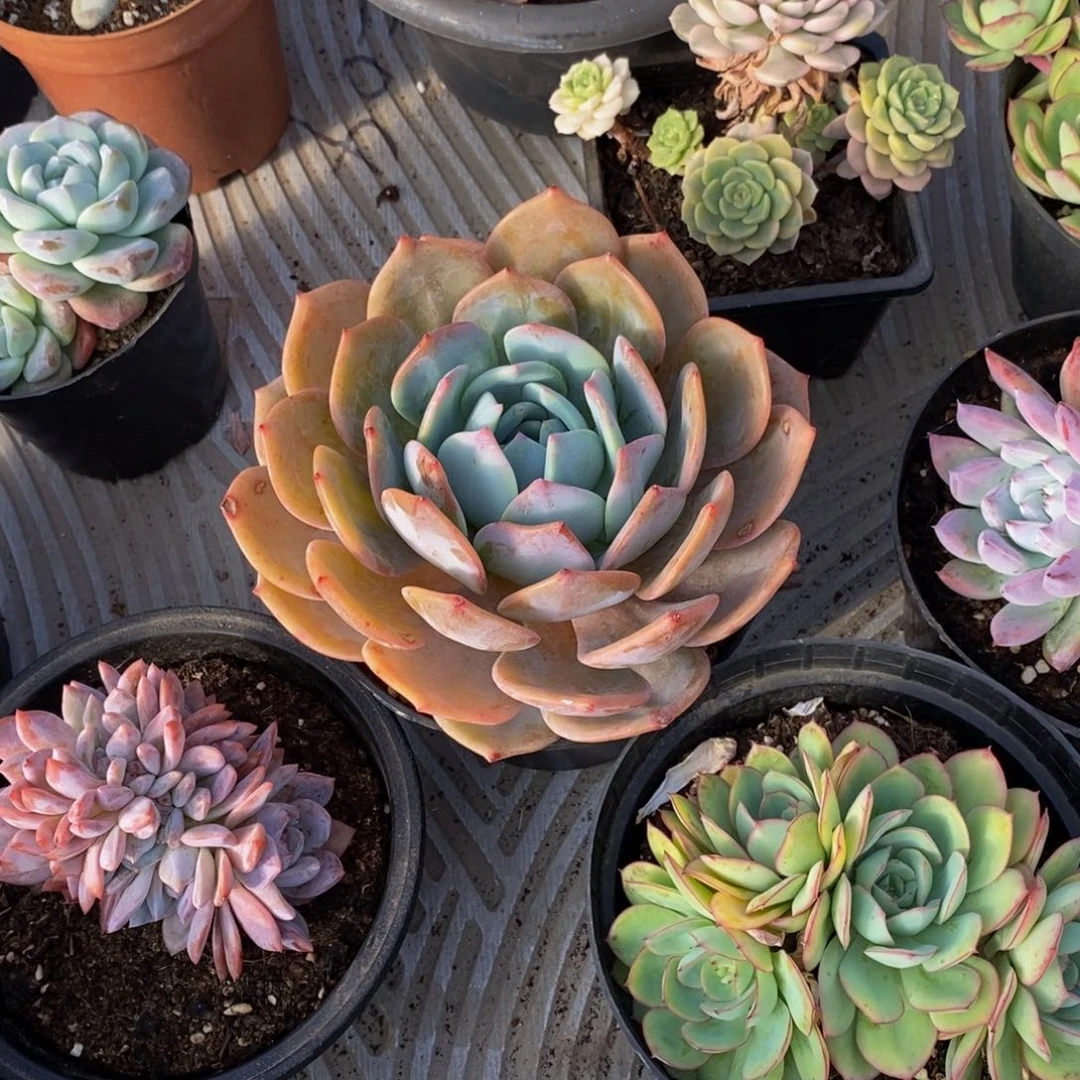 苹*黄48包邮一物一拍多肉