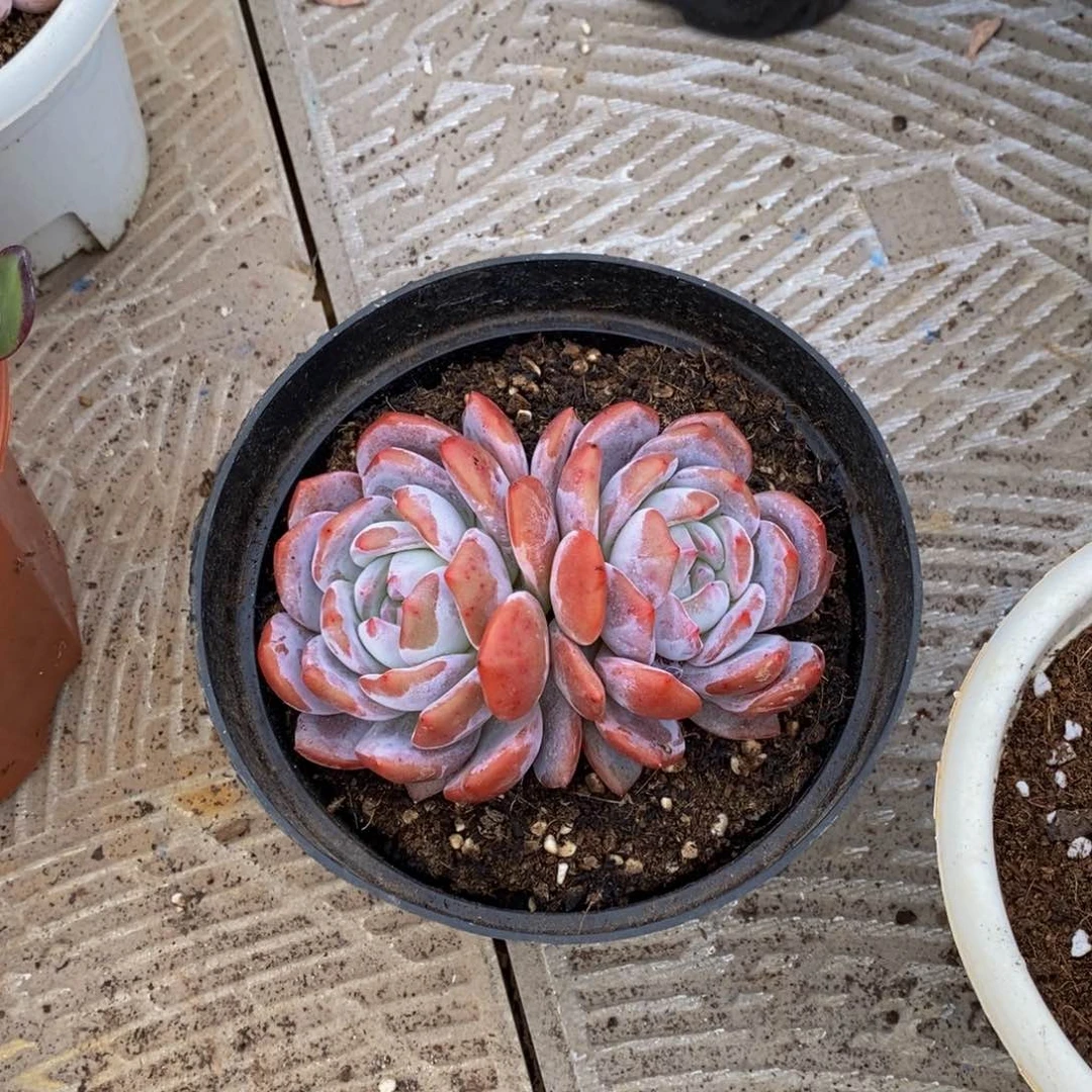 第****?48包邮一物一拍多肉