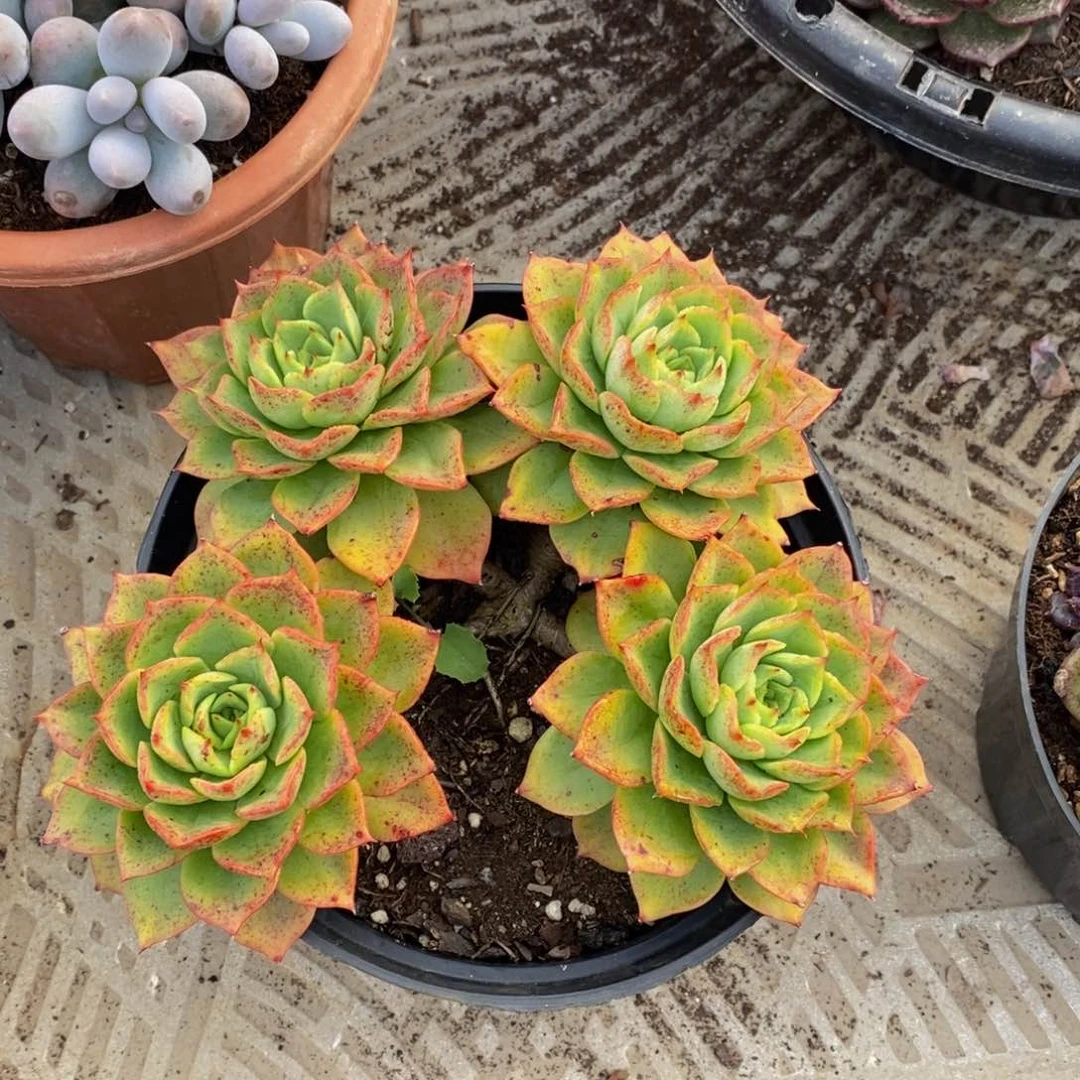 48包邮多肉植物一物一拍