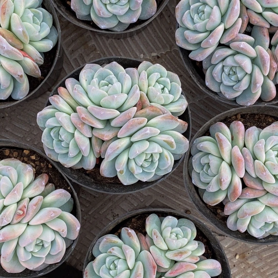 日***跑多肉植物一物一拍