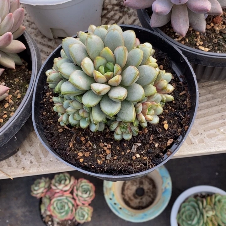 梦*萧48包邮一物一拍多肉