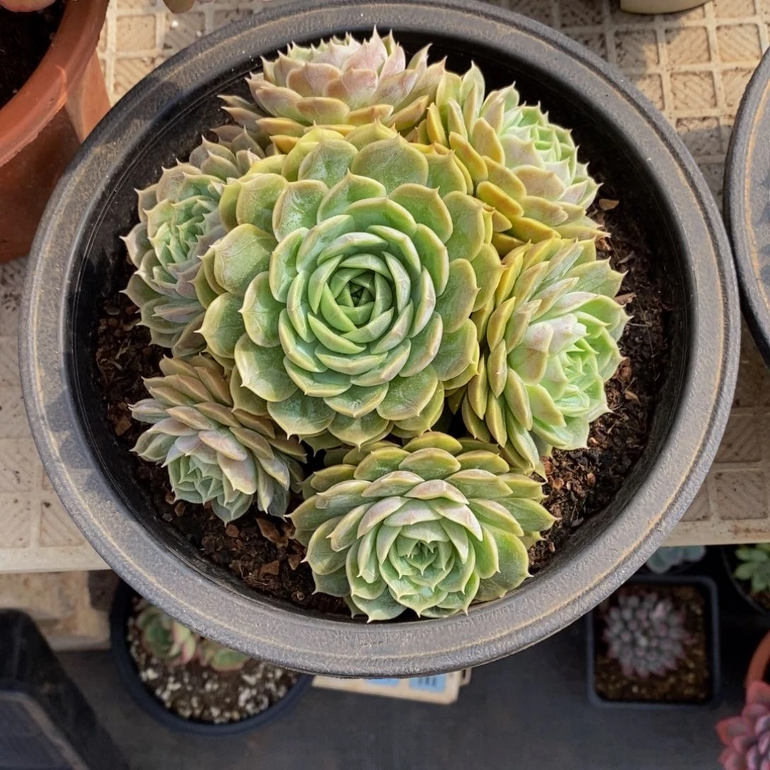 48包邮多肉植物一物一拍
