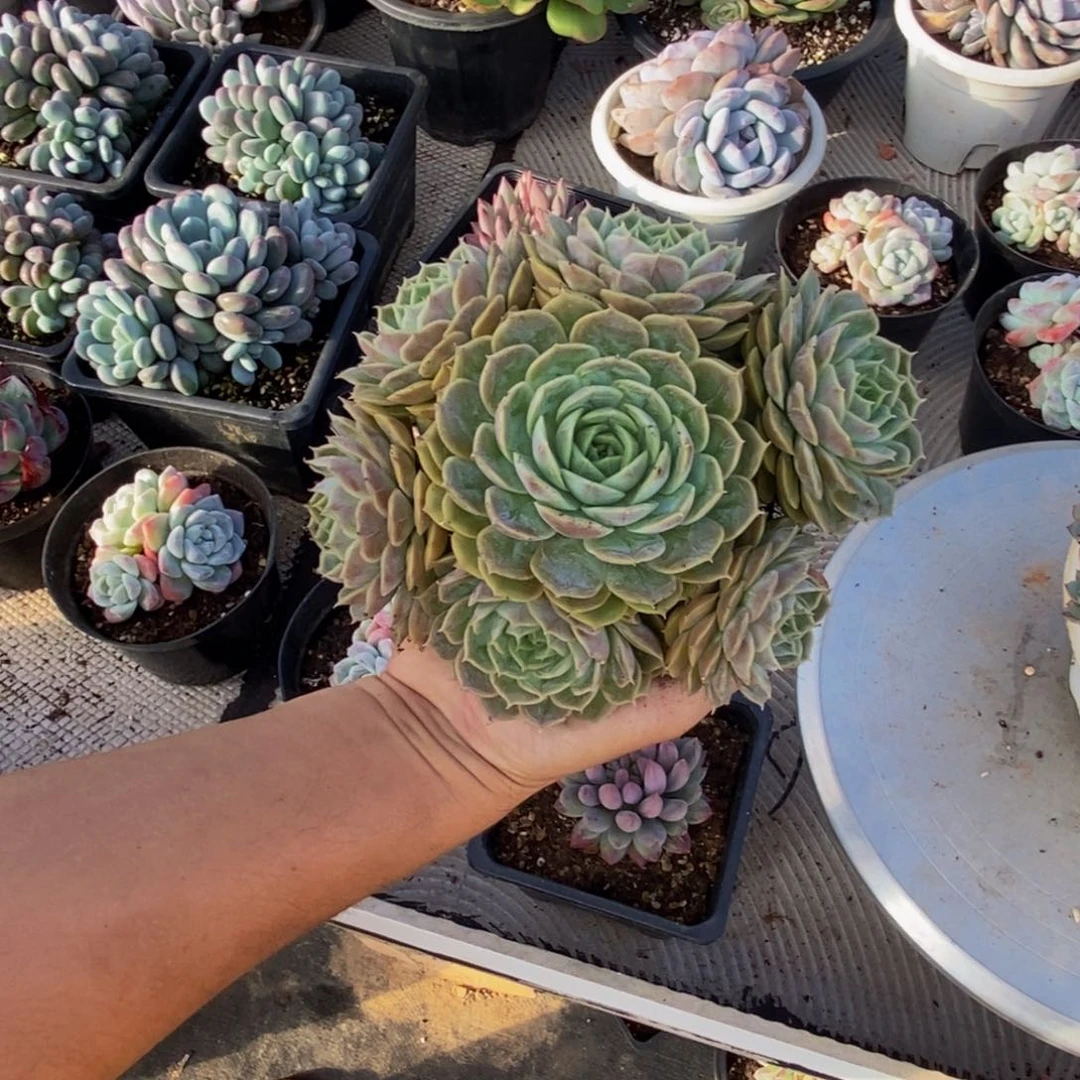 48包邮一物一拍多肉