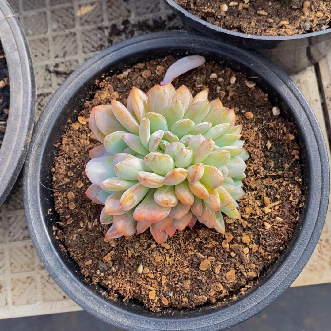 崔*48包邮，一物一拍多肉植物