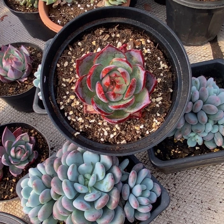 小**ペ48包邮一物一拍多肉