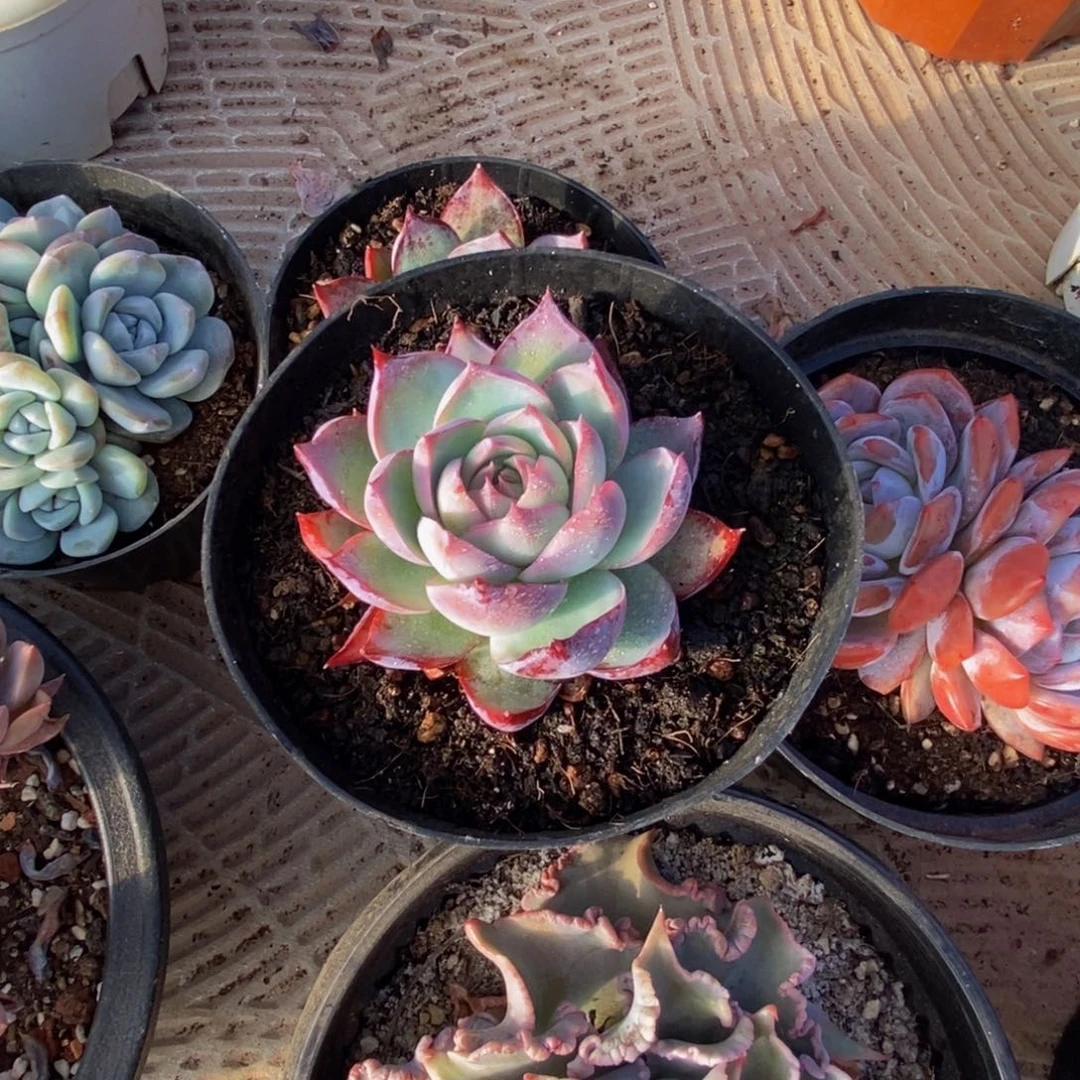 柿****?48包邮一物一拍多肉