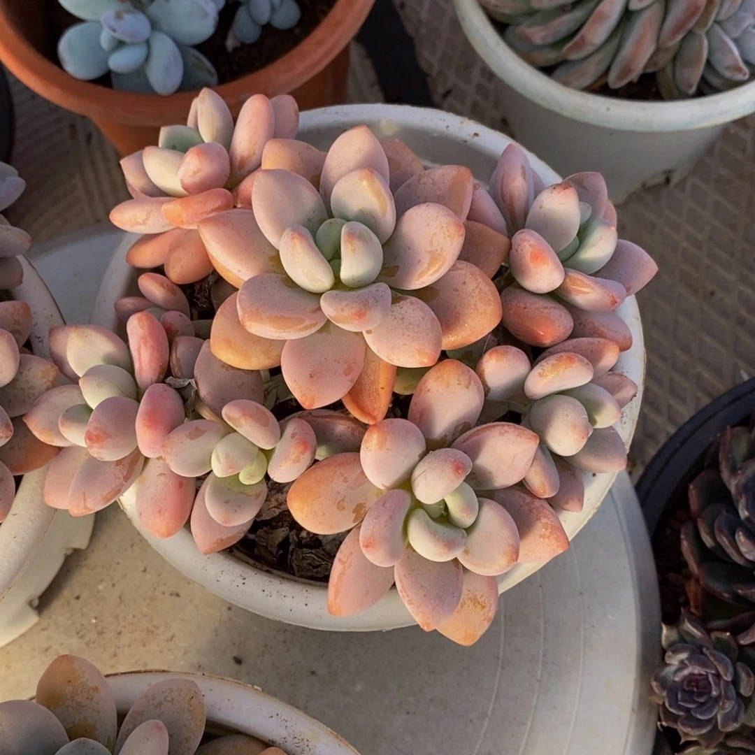 灵*48包邮一物一拍多肉