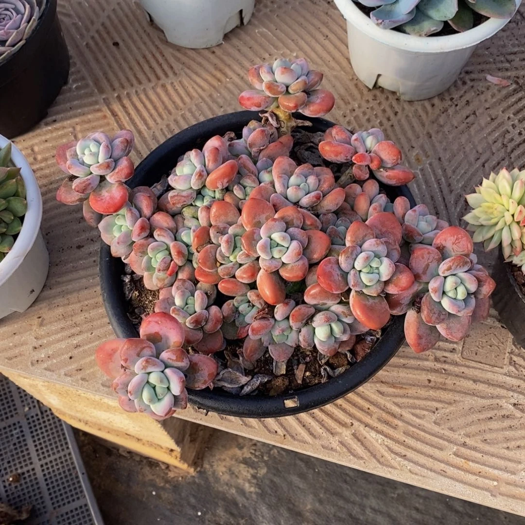 48包邮多肉植物一物一拍