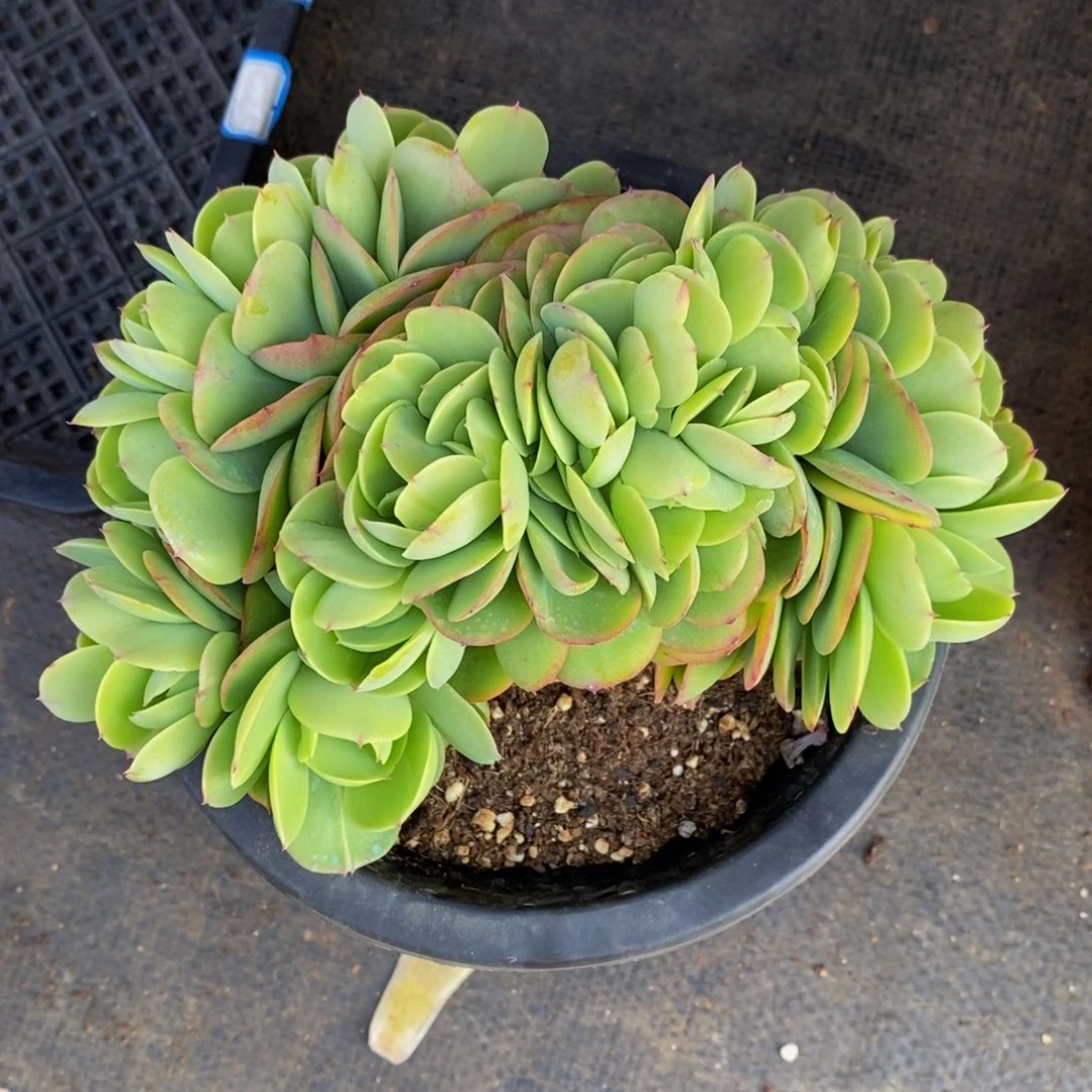 我****人多肉植物一物一拍