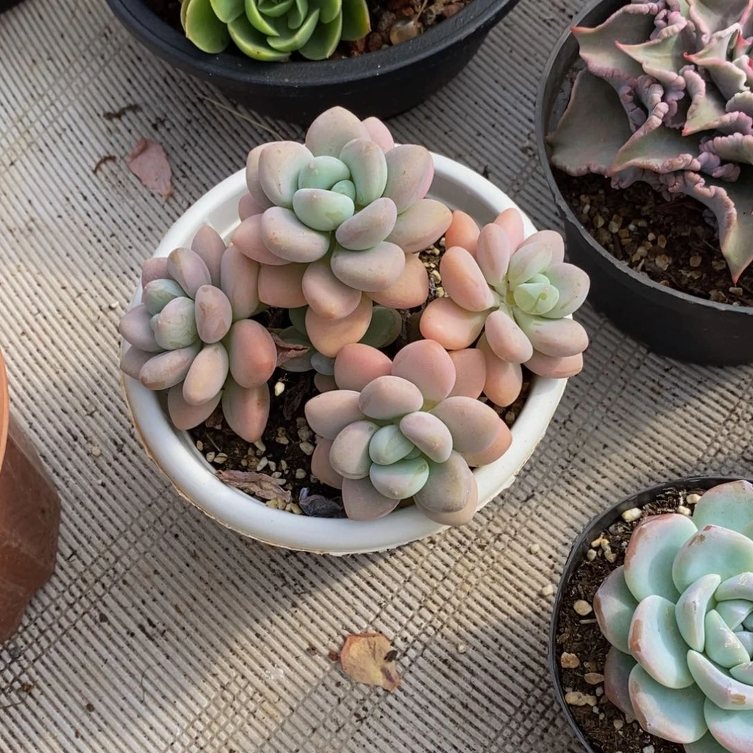 乐**"48包邮一物一拍多肉