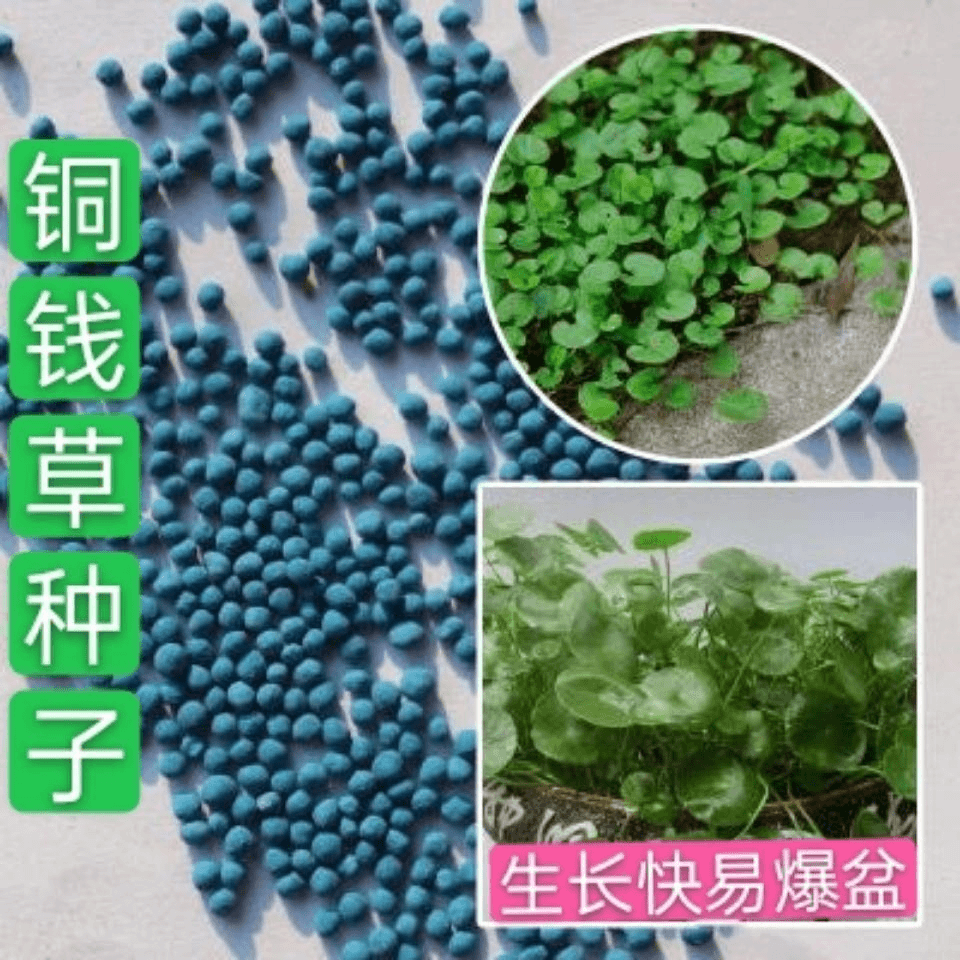 铜钱草种子四季常绿金钱草籽可水培土培室内盆栽绿化植物易种易活