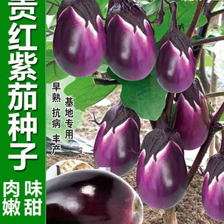 本地茄子种子紫罐茄种子牛心紫黑罐茄春季四季播蔬菜种子