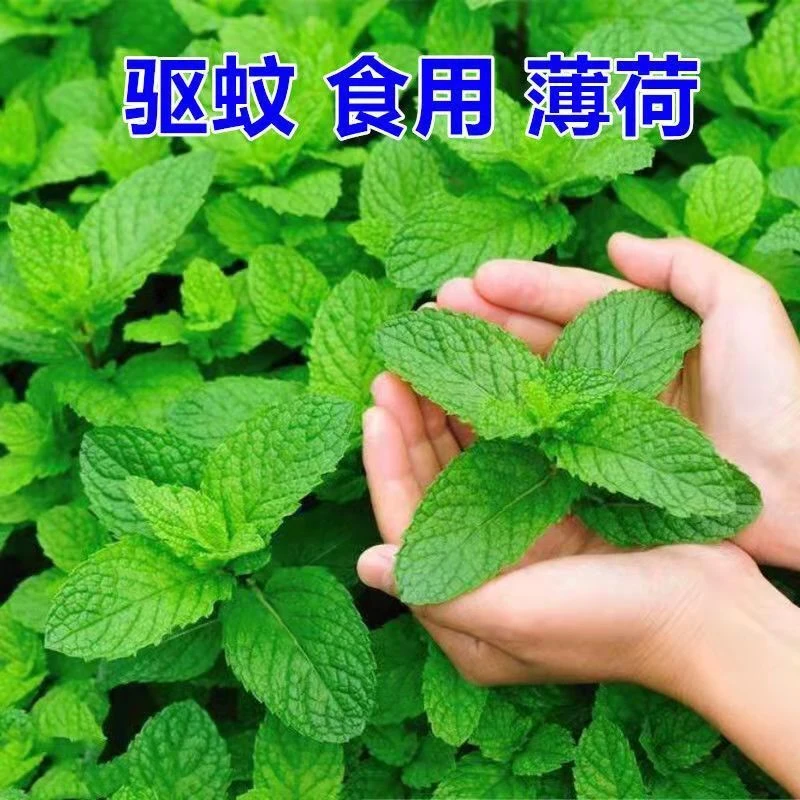 食用薄荷种子柠檬薄荷花草种子四季耐寒耐热阳台盆栽庭院植庭院