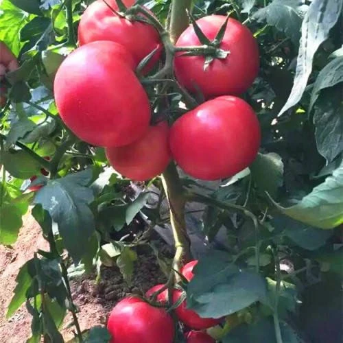 农家大粉大番茄种籽大红四季毛粉柿子种子西红柿苗阳台菜园蔬菜籽