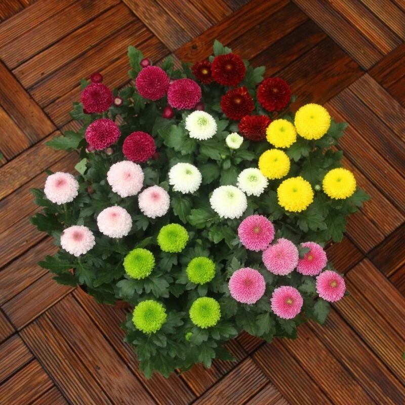 粒乒乓菊雏菊花种子盆栽鲜花植物阳台室内四季种花卉籽种