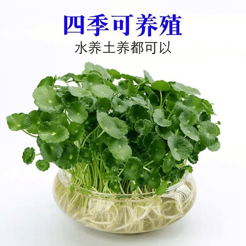 铜钱草种子水培植物室内办公室桌面盆栽花卉四季常青绿植净化空气