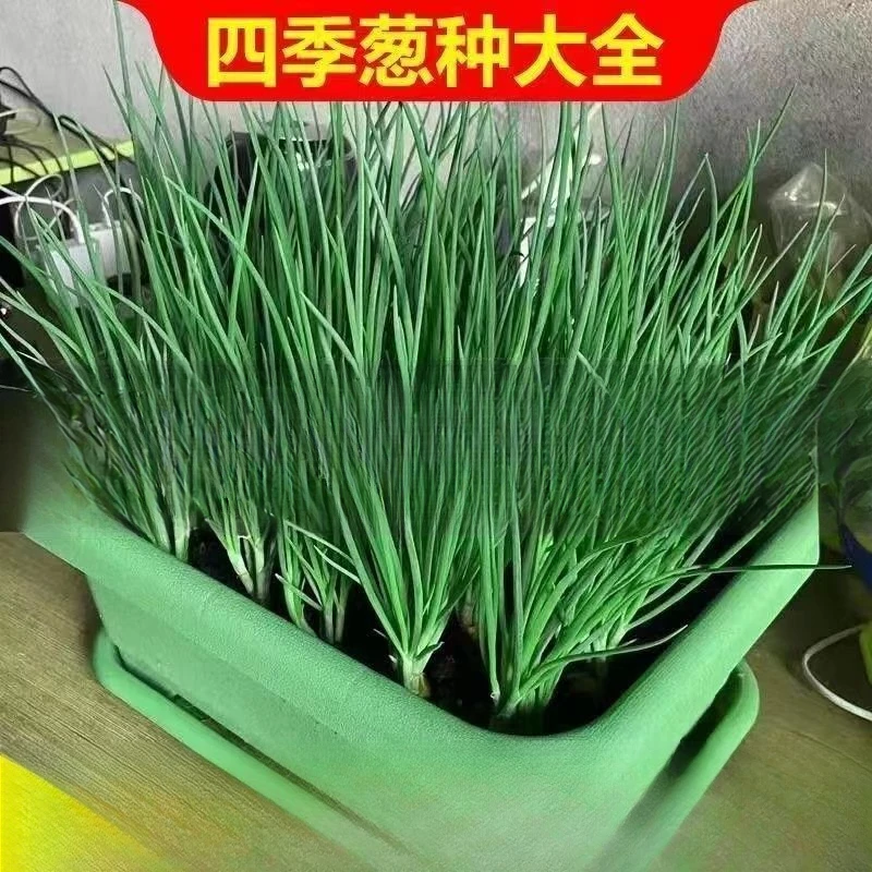 小香葱籽种子四季易种葱种子小葱种子阳台室内盆栽家庭菜种子