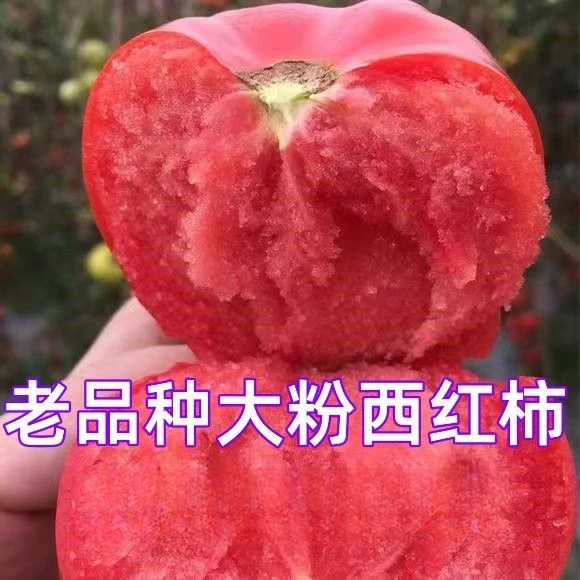 大粉番茄种子早熟老品种毛粉西红柿春夏秋季播农家水果蔬庭院