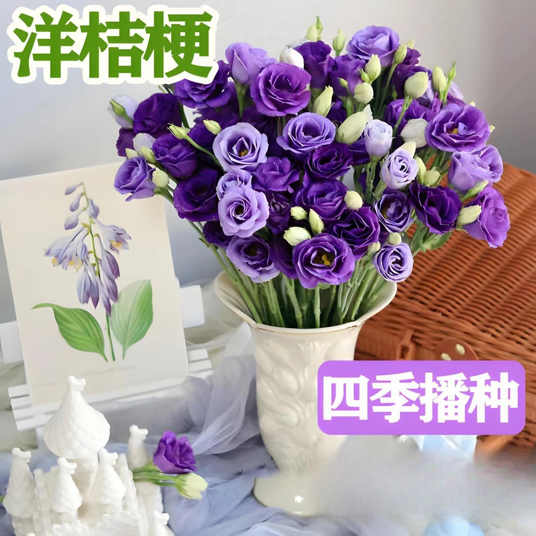 洋桔梗花种籽子四季种植室内外庭院易活四季开花植物盆栽花种籽子