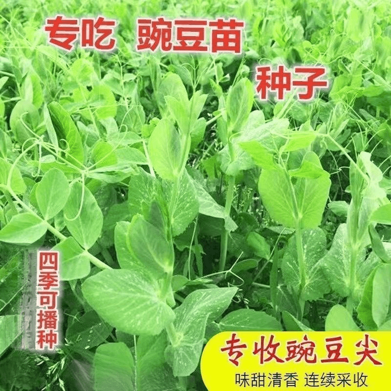 无须豌豆苗种子粗杆豌豆尖种子四季豌豆种芽苗菜春秋蔬菜种子