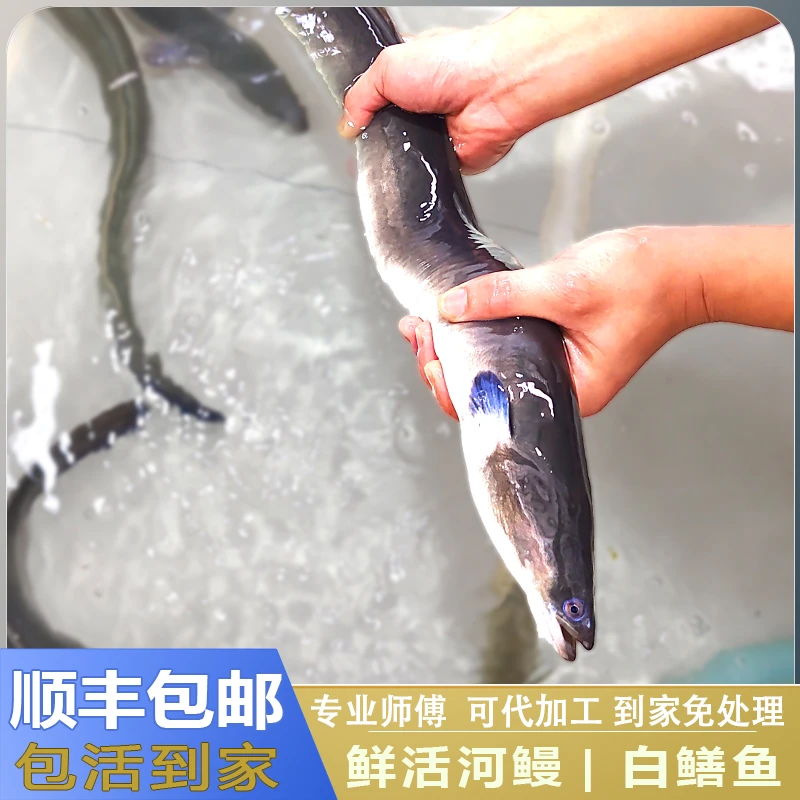 鲜活现杀鳗鱼新鲜白鳝水产品潮汕乌耳鳗淡水鳗鲡宴会必备商用顺丰