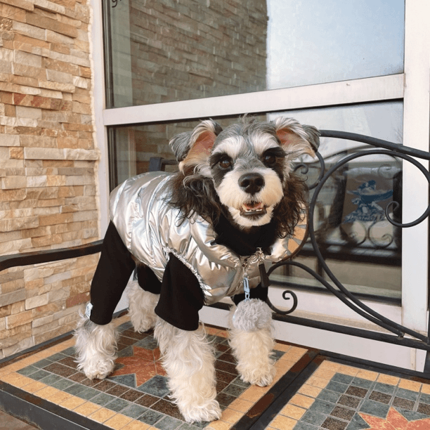 雪纳个瑞专场 狗狗衣服冬季保暖防水马甲外套
