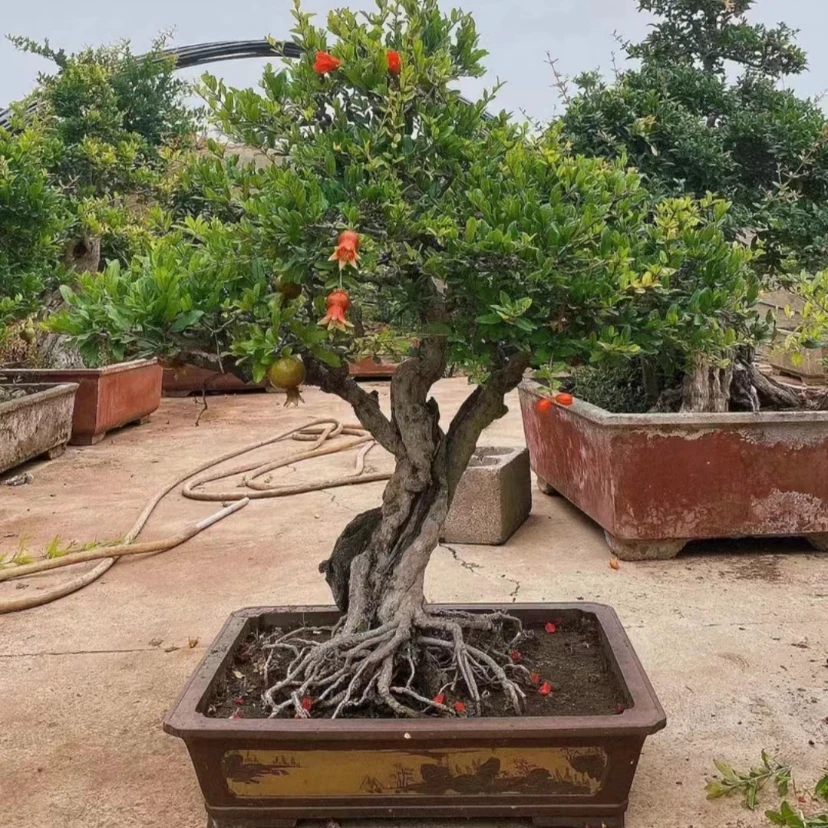 盆栽地栽  一物一拍