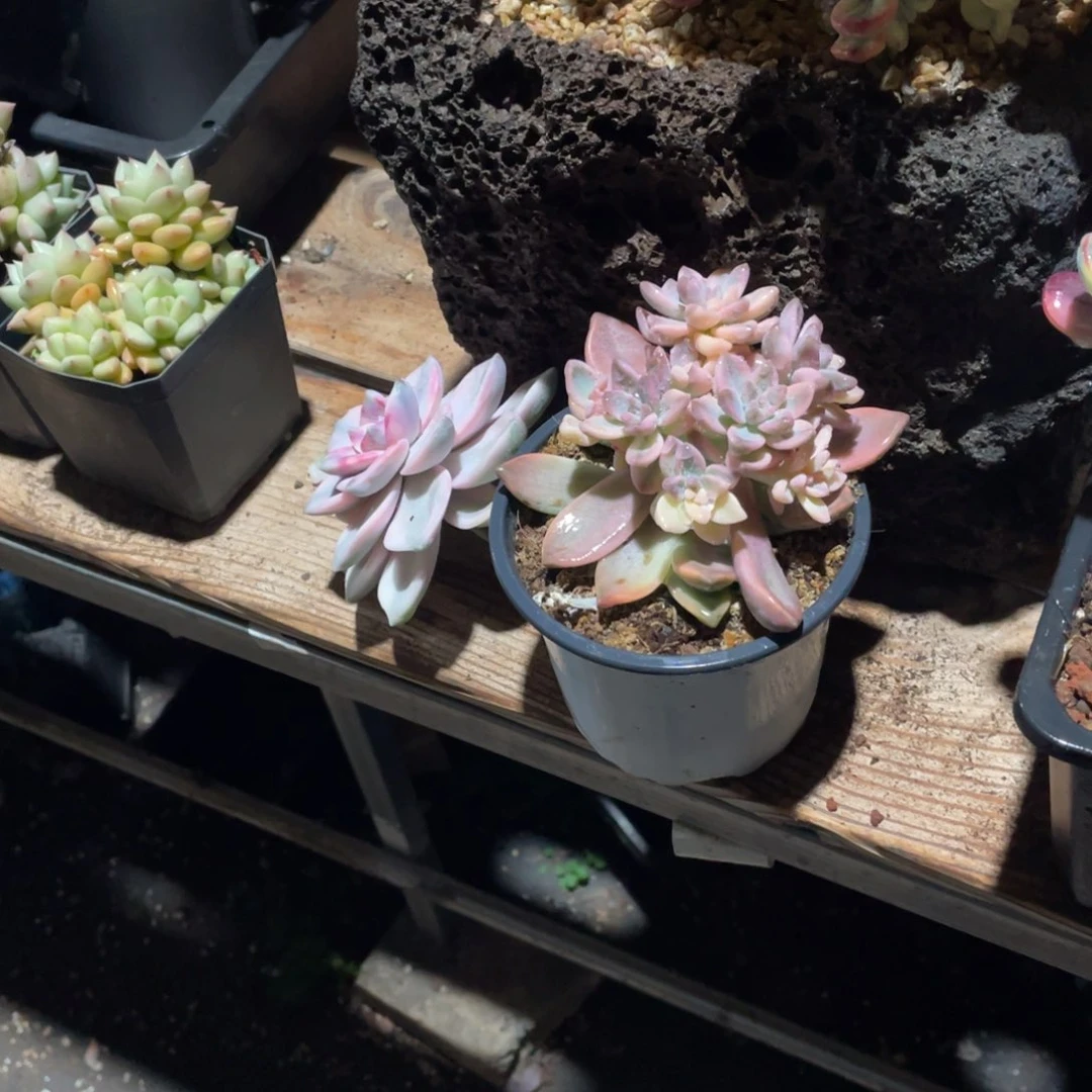 十****?淘多肉植物两个