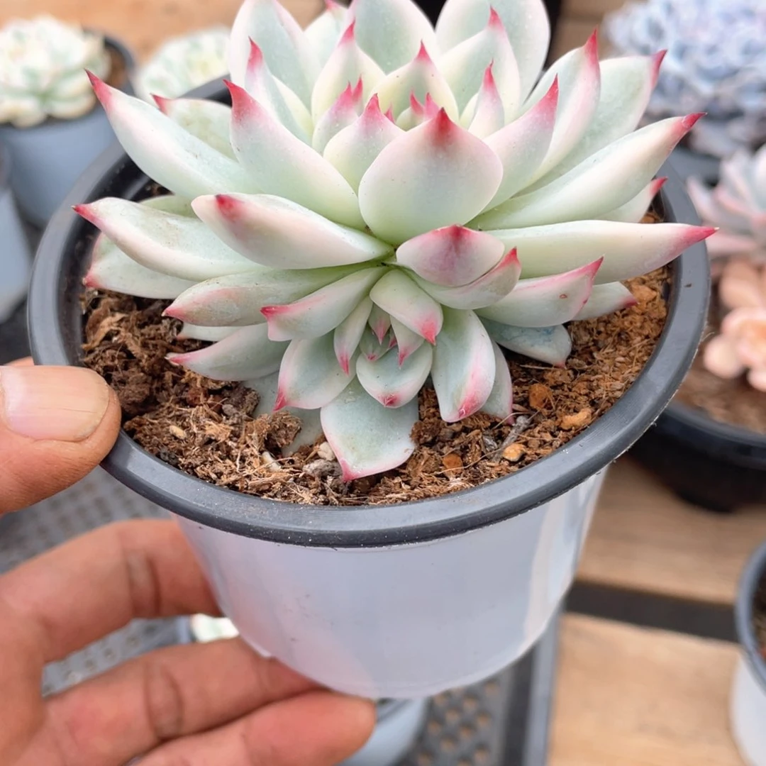 淘多肉吉娃娃锦双头