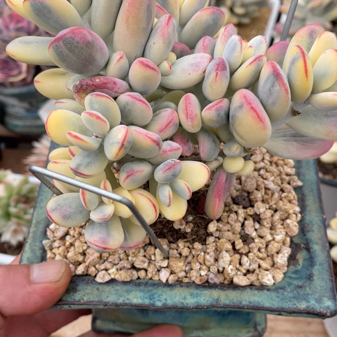 淘多肉乒乓福娘锦一个