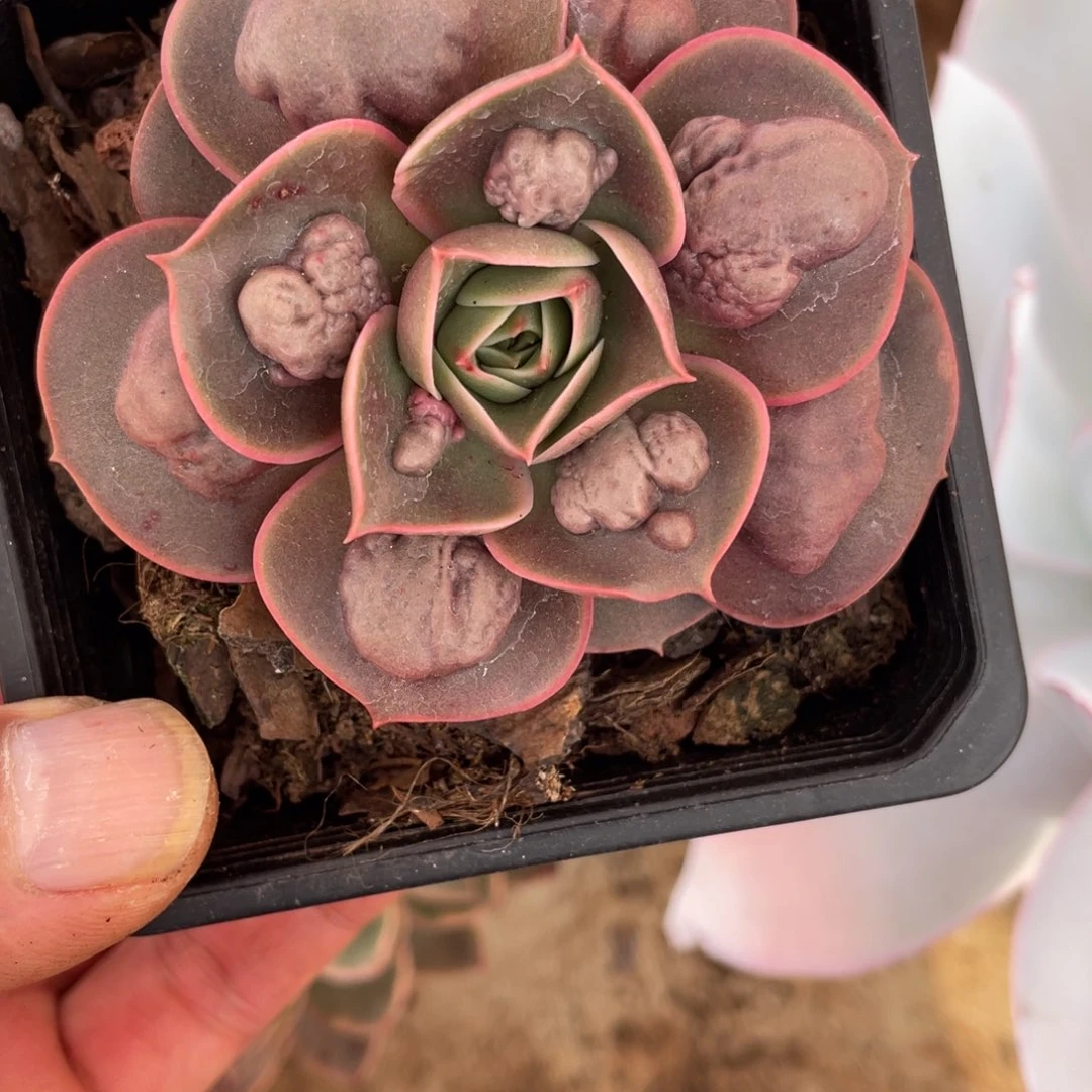 淘多肉植物一个一个