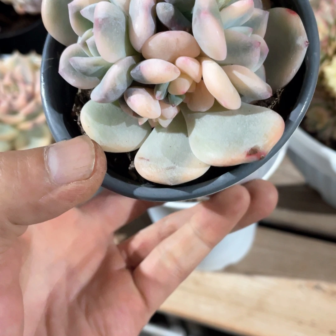 铁*铁淘多肉梦露锦一个