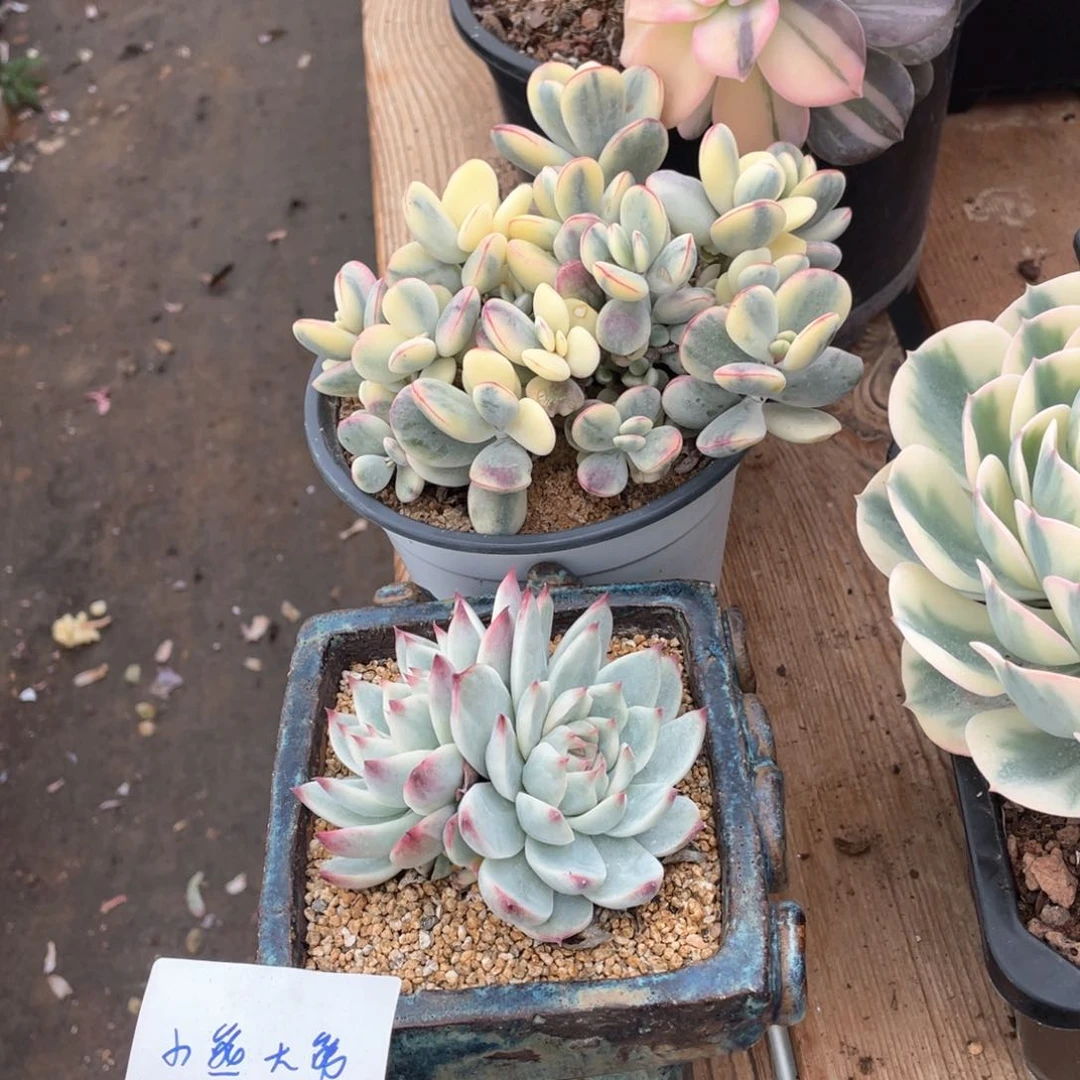 小****?淘多肉植物多肉两个