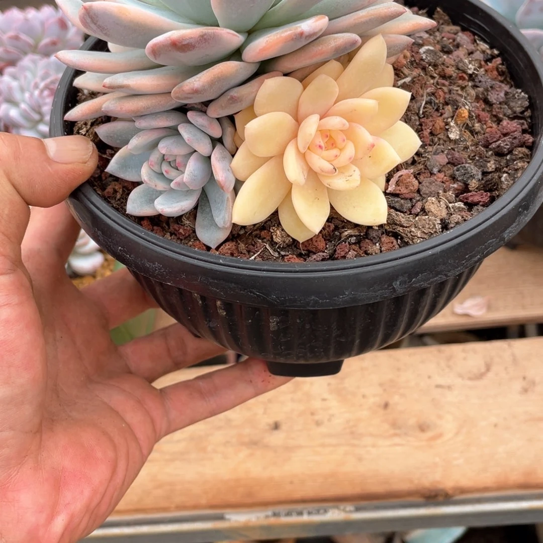 瑞*猪淘多肉梦露锦一个