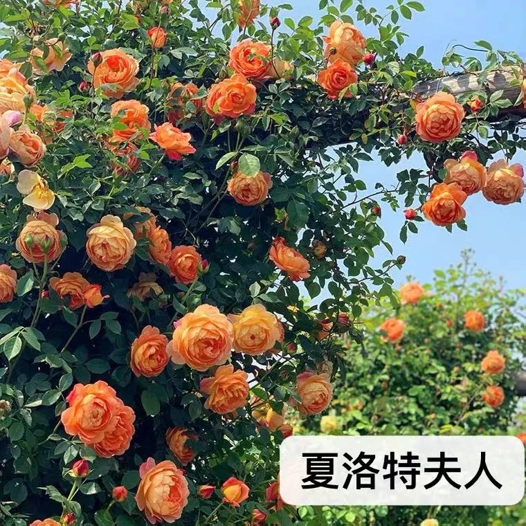 【夏洛特夫人】浓香型藤本月季盆栽蔷薇花苗爬藤植物阳台庭院