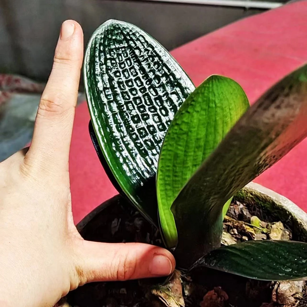 七号东北名贵精品君子兰如意宽叶麻脸油匠盆栽苗绿植花卉