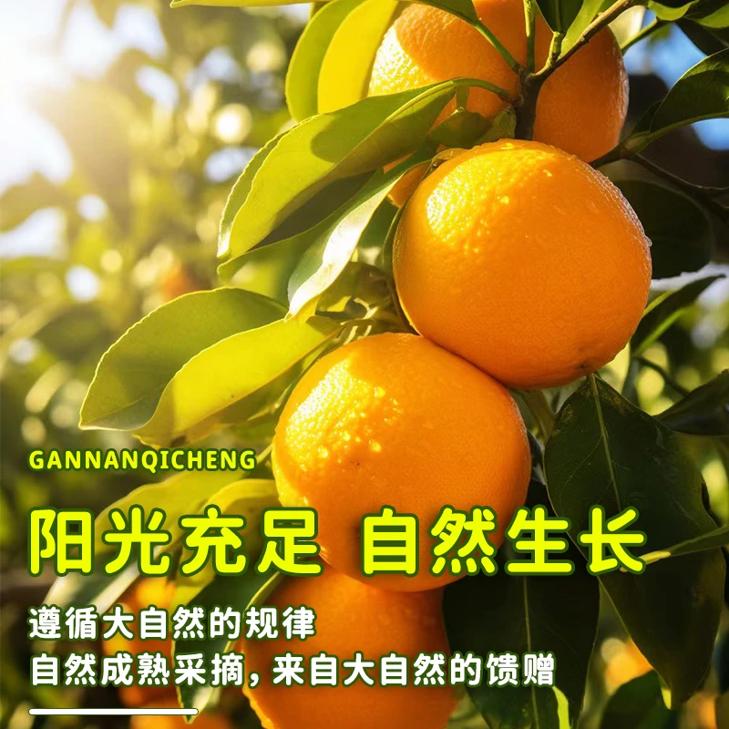 正宗赣南脐橙孕妇水果手剥甜橙子香甜爆汁