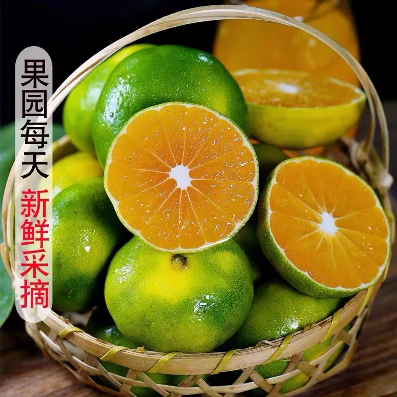 云南青皮无籽蜜橘新鲜当季孕妇水果高山薄皮桔子酸爽多汁