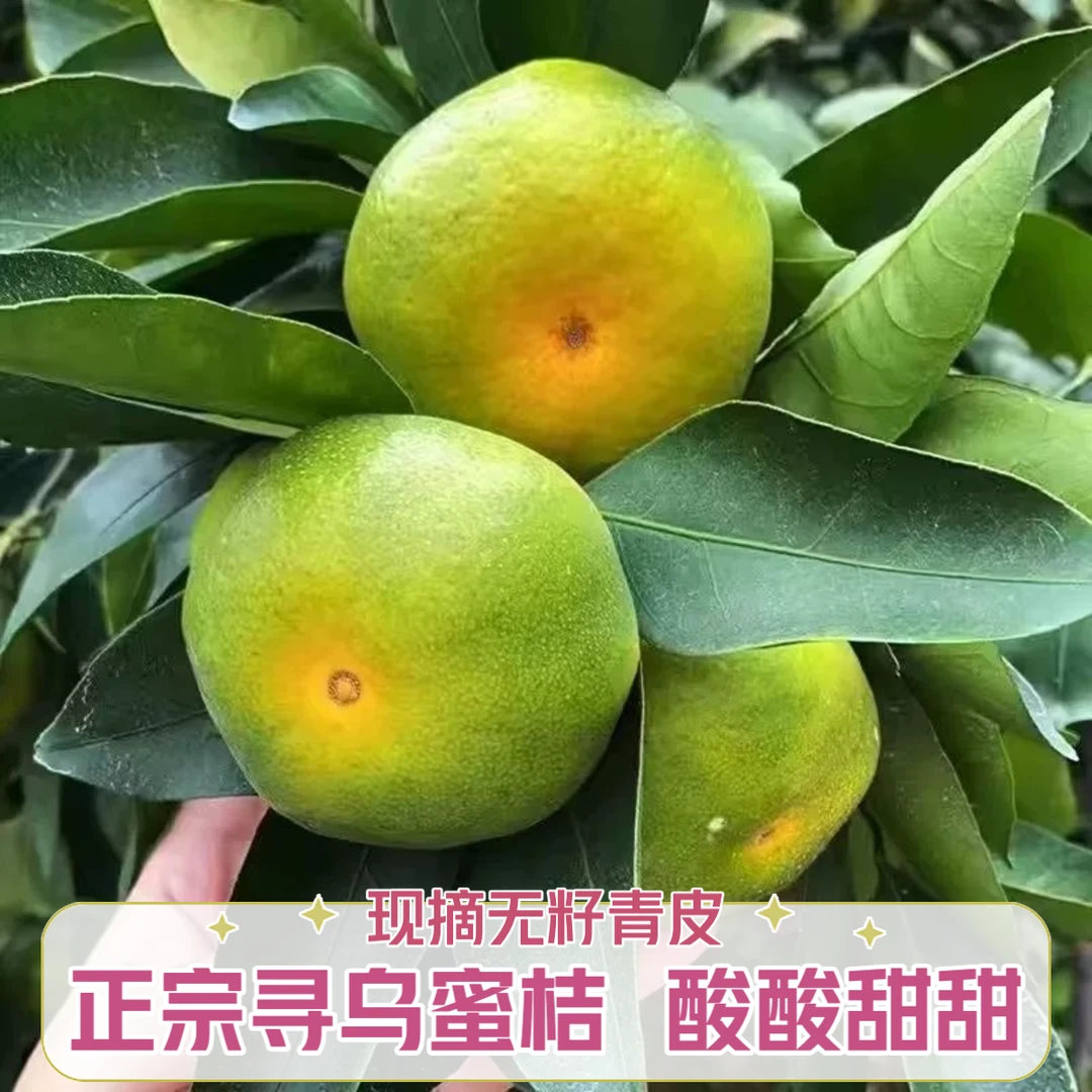 【寻乌蜜桔】现摘江西寻乌蜜橘无籽青皮橘子新鲜孕妇水果3/5斤酸甜