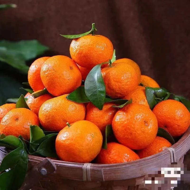 【顺丰包邮】广西砂糖橘 一箱10斤