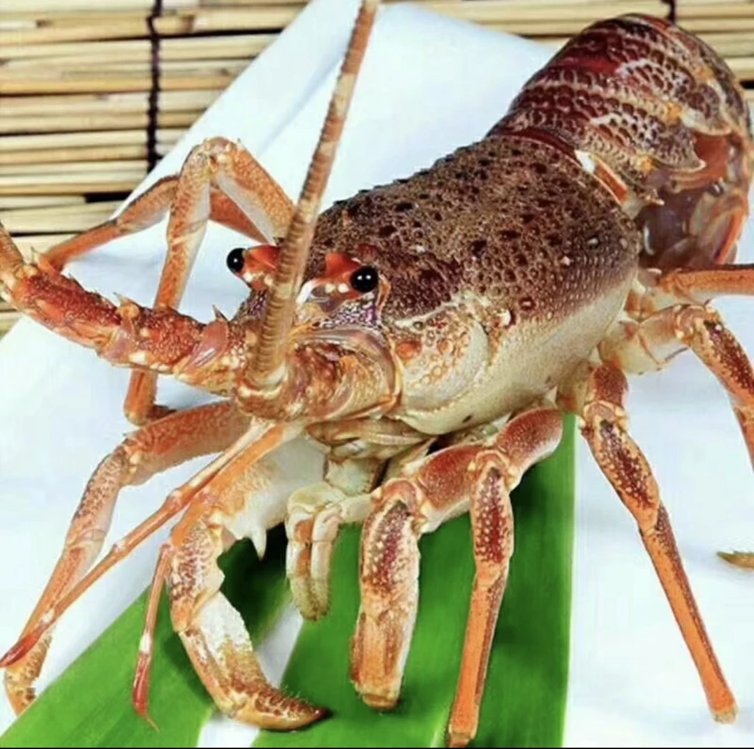 鲜活波斯顿龙虾700g-900g/只